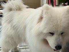 -星多哈·狗咖·拼豆·咖啡