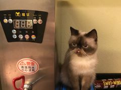 -more than meow吴止猫主题餐厅(承德 中船汇店)