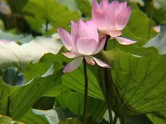 -荔湾湖公园