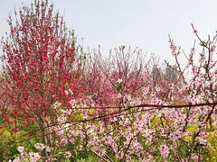 -南汇桃花村