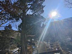 -黄龙山原始森林景区