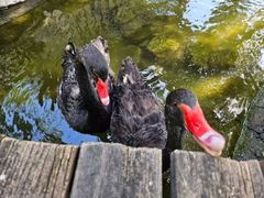 -北京市海淀外国语实验学校