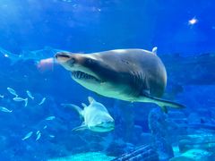 -海合安青岛极地海洋公园