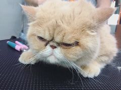 -PETKIT 小佩宠物·低压洗护·美容·寄养(安远店)