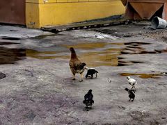 -马白开来特色羊排揪片子  (总店)