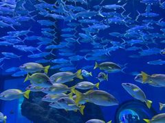 -海合安武汉极地海洋公园