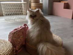-猫儿山۰猫主题餐厅