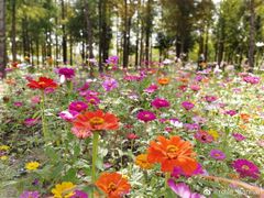 -上海长兴岛郊野公园