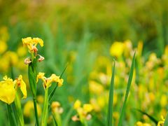 -白鹭湾湿地公园