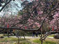 -广州市帽峰山景区