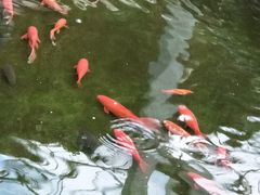 -上海多利农业发展有限公司