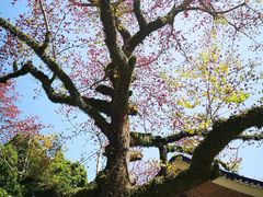 -广州中山纪念堂