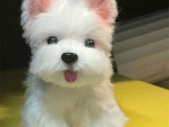 -鸿姐老火锅(静安店)