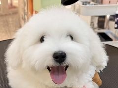 -momokira米努特·德文卷毛猫·棉花面纱犬