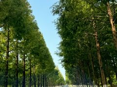 -黄海国家森林公园