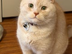 -一围肥牛小火锅(高铁吾悦店)