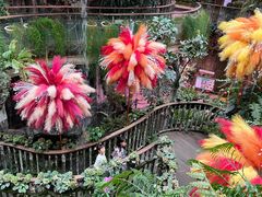 -正佳雨林生态植物园