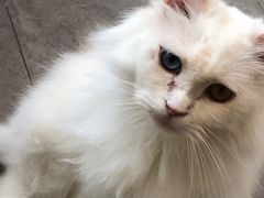 -飞行喵MR PILOT|猫舍·猫咖(静安大融城店)