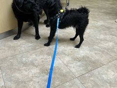-美联众合动物医院·24h转诊中心