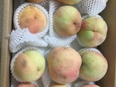 -南汇新场正宗水蜜桃采摘