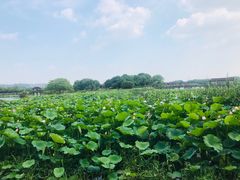 -荷塘月色湿地公园·向阳花洲