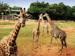 -广州长隆野生动物世界