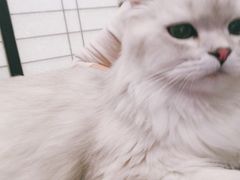 -逗柴咖啡屋·狗咖猫咖宠物桌游