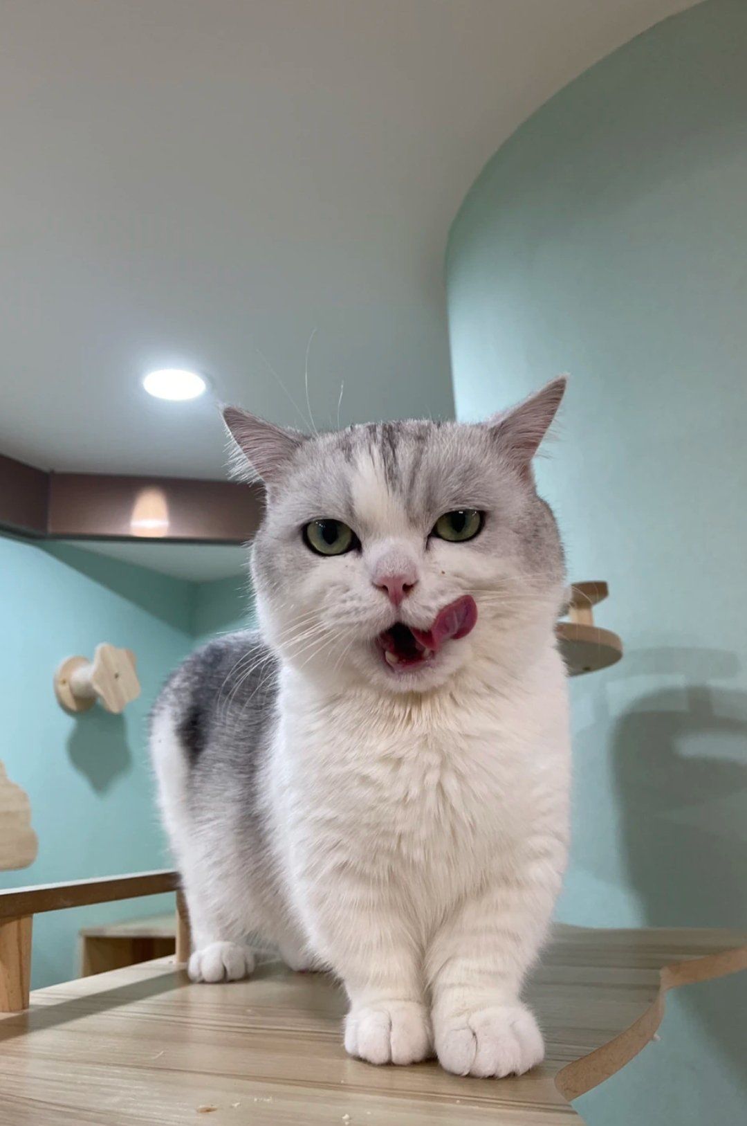 猫猫很干净,品质很好
