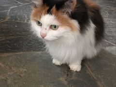 -Anne猫窝咖啡屋
