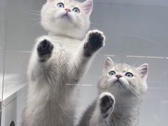 -lincat·猫舍(广州店)
