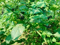 -北镇龙岗子生态园