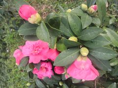 -深圳国际园林花卉博览园