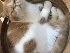 -滚猫咖啡·猫咖·猫友好撸猫(未来城店)