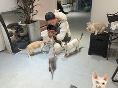 -琪喵猫屋·撸猫猫咖·猫舍