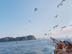 -长岛万鸟岛