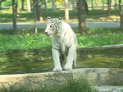 -秦皇岛野生动物园