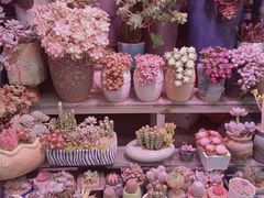 -青石桥花鸟鱼虫市场(叠翠城店)