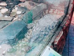 -上海大自然野生昆虫馆(东方明珠·爬宠昆虫探索中心)