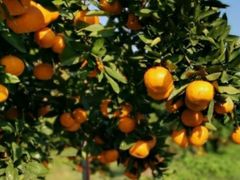 -前小桔亲子创意农场·草莓采摘·露营烧烤