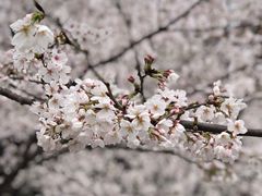 -武汉大学-樱园