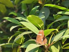 -华侨城湿地公园