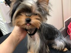 -小尾巴宠物店(万科·金域华庭店)