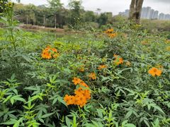 -广西壮族自治区药用植物园