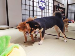 -逗柴咖啡屋·狗咖猫咖宠物桌游
