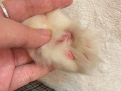-猫咪派对(江南西店)