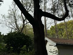 -叶家花园