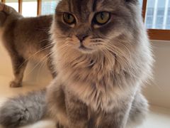 -Let's go狗咖·猫咖·奶狗·桌游(春熙路IFS店)