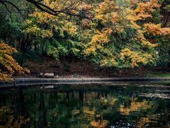 -上海共青森林公园