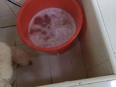 -酷狗靓猫宠物·洗护·美容·寄养(航北路店)
