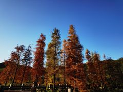 -广州市石门国家森林公园